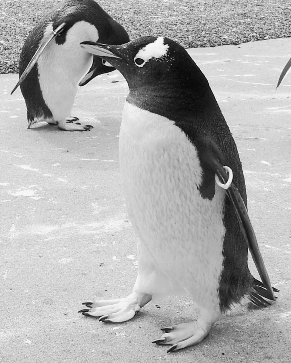 ThePlaceEdin's tweet image. It is World Penguin Day!
And some great news: Nothern rockhopper chicks were hatched 2 days ago @edinburghzoo ❤ 

Edinburgh Zoo is just 25min. from us by bus. Will you visit it next time you stay with us?