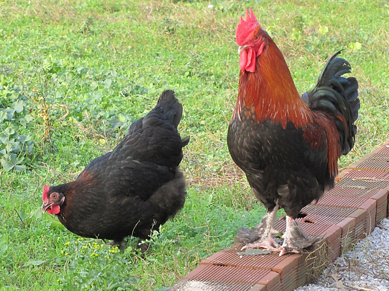 Maran (Marans) tavuk.Çikolata rengi yumurtalar! 