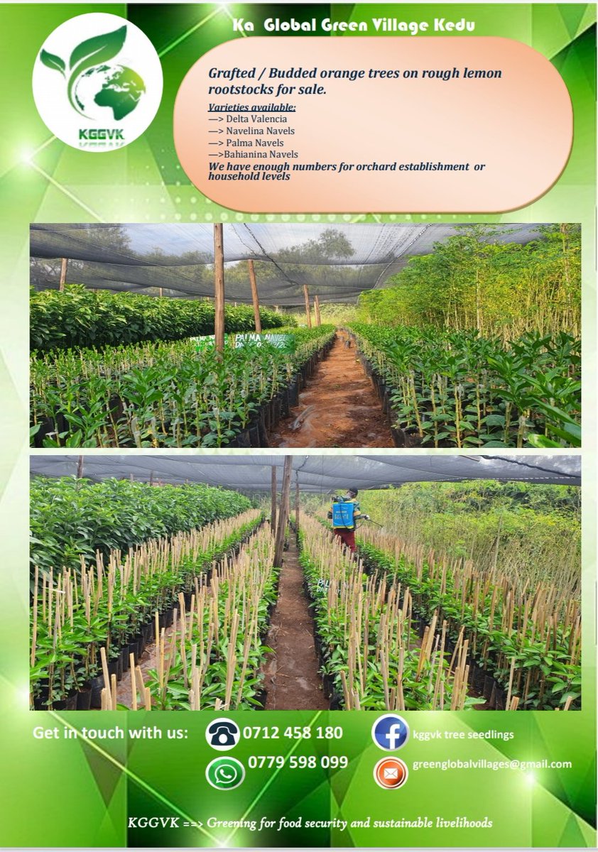 Budded orange trees for sale. Budded from traceable scion material.