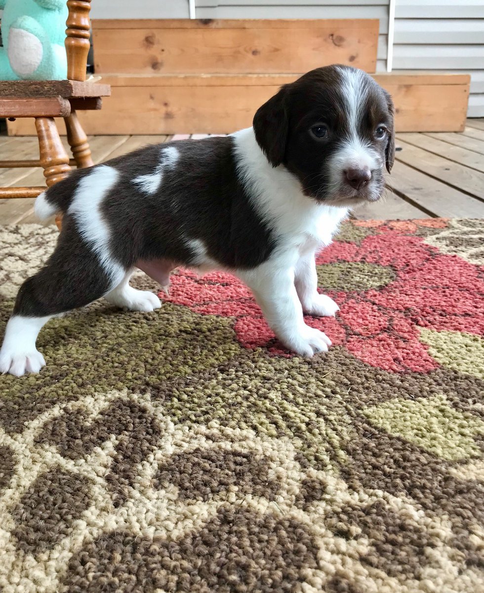 caribou15's tweet photo. @mayainthemoment Little man’s power stance, I pick him up in May 😍😭 https://t.co/hryCFNBKaf