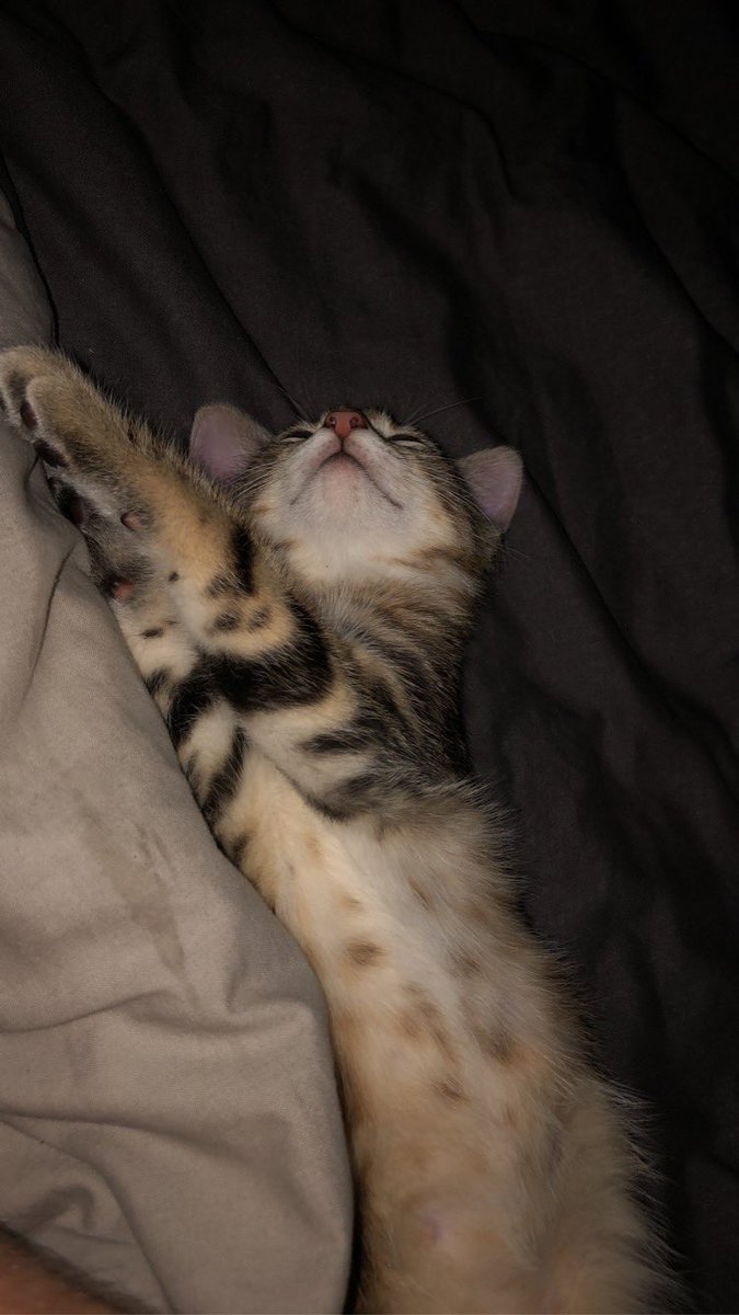 Bbrsensei's tweet image. Bonjour ,j’ai perdu mon chat sur Limoges. Il n’est pas revenu depuis 2 nuits et il n’étais jamais parti la nuit. C’est un chat tigré simple avec le bout de la queue tordue (plus facilement reconnaissable) il est sûrement en centre ville de Limoges ,si vous pouviez rt ...