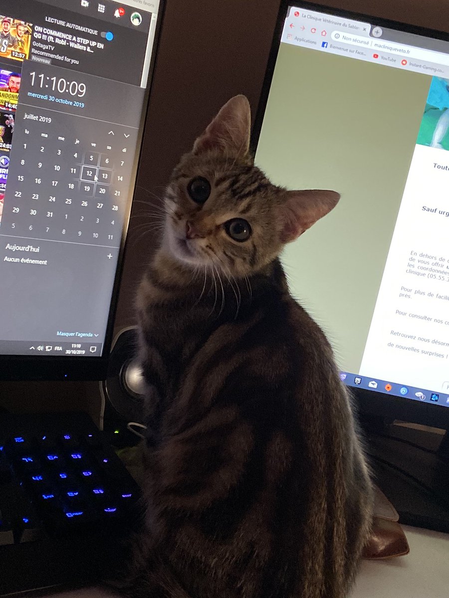 Bbrsensei's tweet image. Bonjour ,j’ai perdu mon chat sur Limoges. Il n’est pas revenu depuis 2 nuits et il n’étais jamais parti la nuit. C’est un chat tigré simple avec le bout de la queue tordue (plus facilement reconnaissable) il est sûrement en centre ville de Limoges ,si vous pouviez rt ...