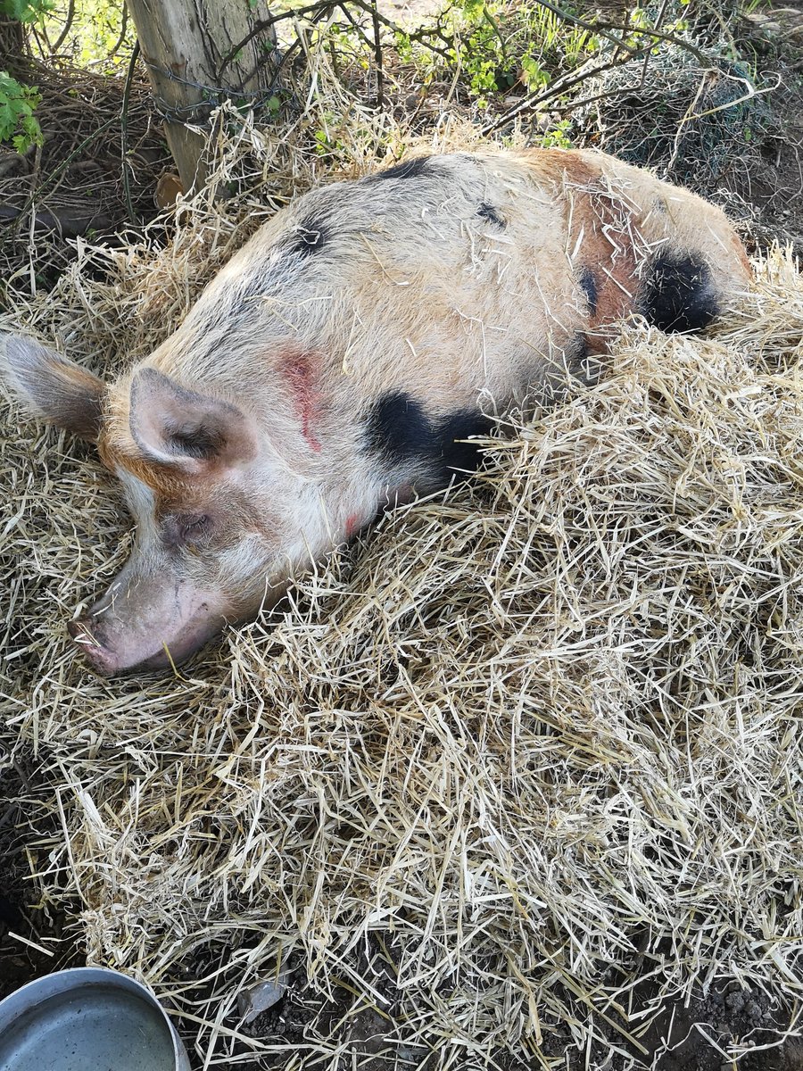 Something wrong with Honky, She can't get up. Thought dehydration or heat stroke. Vet's been: she's got a slight temperature and rough breathing. Injected abx, steroids etc. Very worried about her. Surrounded her with straw. Pray for HRH  
