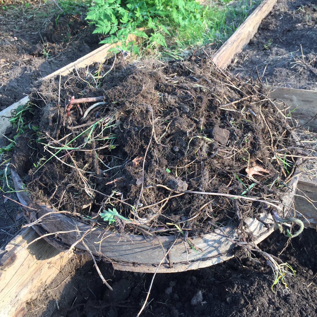 alicemarycooper's tweet photo. Today’s harvest. A fine selection of mares tail and other weeds.
#amweeding
#day30oflockdown
#actorslife https://t.co/CoowaLGsPE