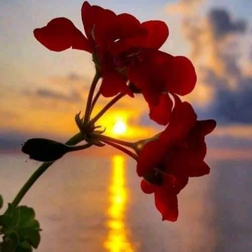 HassinaMasood's tweet photo. "Let blessings fall like blossoms all around you"

#RamzanMubarak 
#RamzanTheMonthOfBlessings 
#Rememberinyourprayers
#monthofkindness https://t.co/hcnxTFYtmV