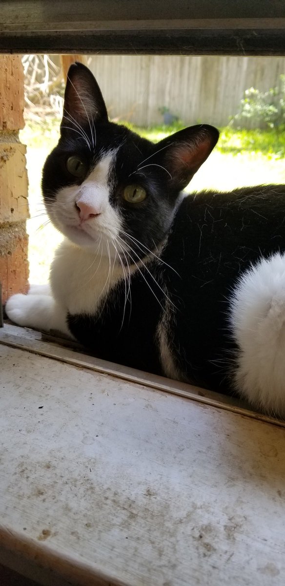 chronic_mom's tweet photo. I swear he loves having his photo taken
#bookitty says happy #Caturday 

#CatsOfTwitter #catsofquarantine https://t.co/ncQWSLOwMH