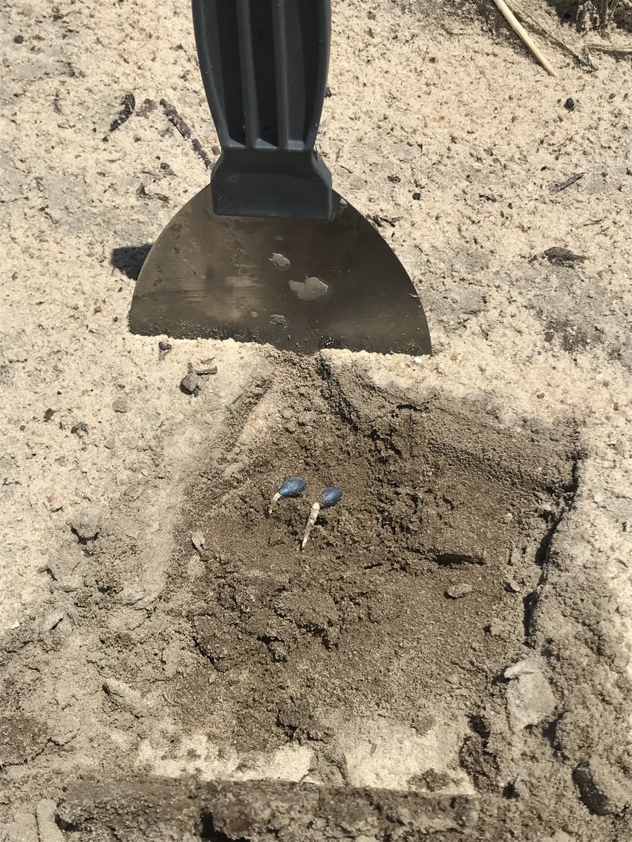 My 1st planted cotton of 2020 trying to come after 2+ inches or rain. #plant20