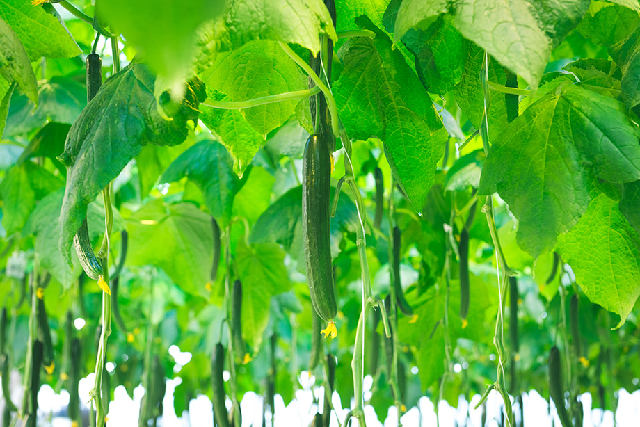 Kurkun maailmanennätys taas Suomeen puutarhaparkki.mediaparkki.com/2020/04/25/kur…