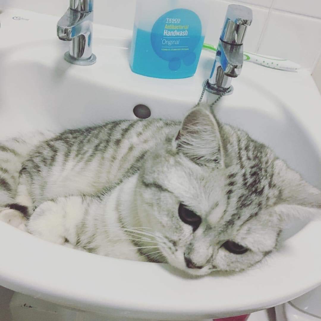 AlanDaffern's tweet photo. #Stolen Olly from remote roundabout
21st October 2019
#Didcott #SouthOxfordshire #OX11
Neutered and microchipped
Where is he now !
Any information call 07801-378-478
#lostcat #checkthatcat #scanme #caturday https://t.co/AJ2HIj8E8a