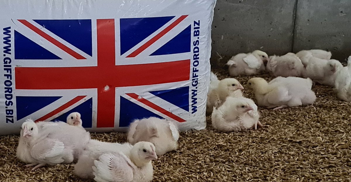 Michaela Ann Gourlay tweet media