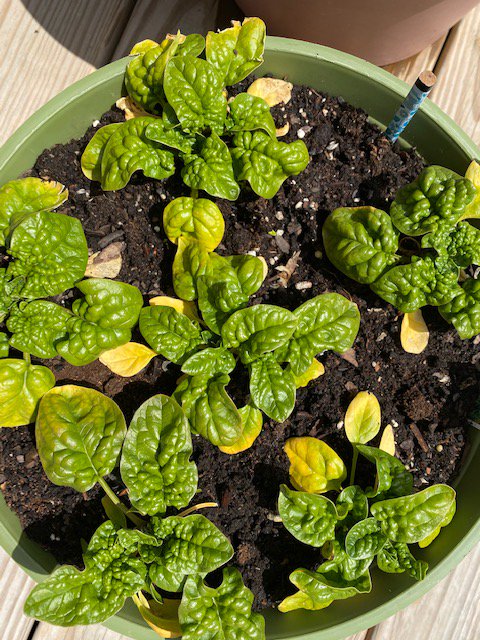 It's a beautiful day to garden! Spinach and Swiss Chard are doing well, Thyme, a perennial and comes back every year. Planting with your kids is a great activity for science, math, cooking, and art. Take a sketchbook outside to keep a visual record of your garden.<a href="/SomervilleHSNJ/">Somerville High School</a>