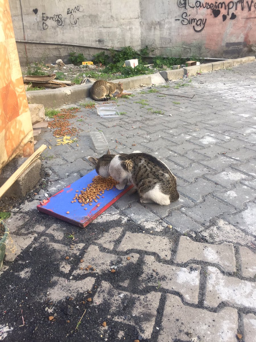 halekyc's tweet photo. Mama istiyoruz lütfennn 😀 @CanlaraMama kumbaramızdan bize istedıgınız kadar mama gonderebılırsınız 👉🏼https://t.co/01W9Gbwbyg 1kg mama en az 5 canın doyması demek 🐾👍 #İftarVakti #COVID19 #cumartesi #EvdeKal #BirKapSuBirKapMama #Kedi https://t.co/Q8e0fCd3JB
