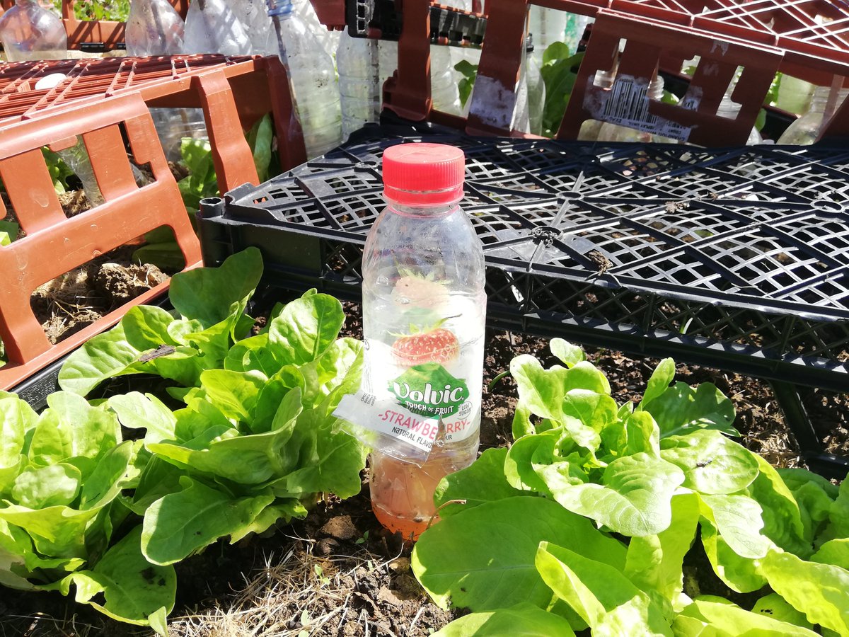 MashiriAletheia's tweet photo. Wild garlic pesto (with fresh home grown lettuce, chick peas, lime juice and olive oil). A first. 😋#ransoms #growyourown #organic #RonsPlot #community #allotment #garden #Hitchin https://t.co/qnwEz6O6UL