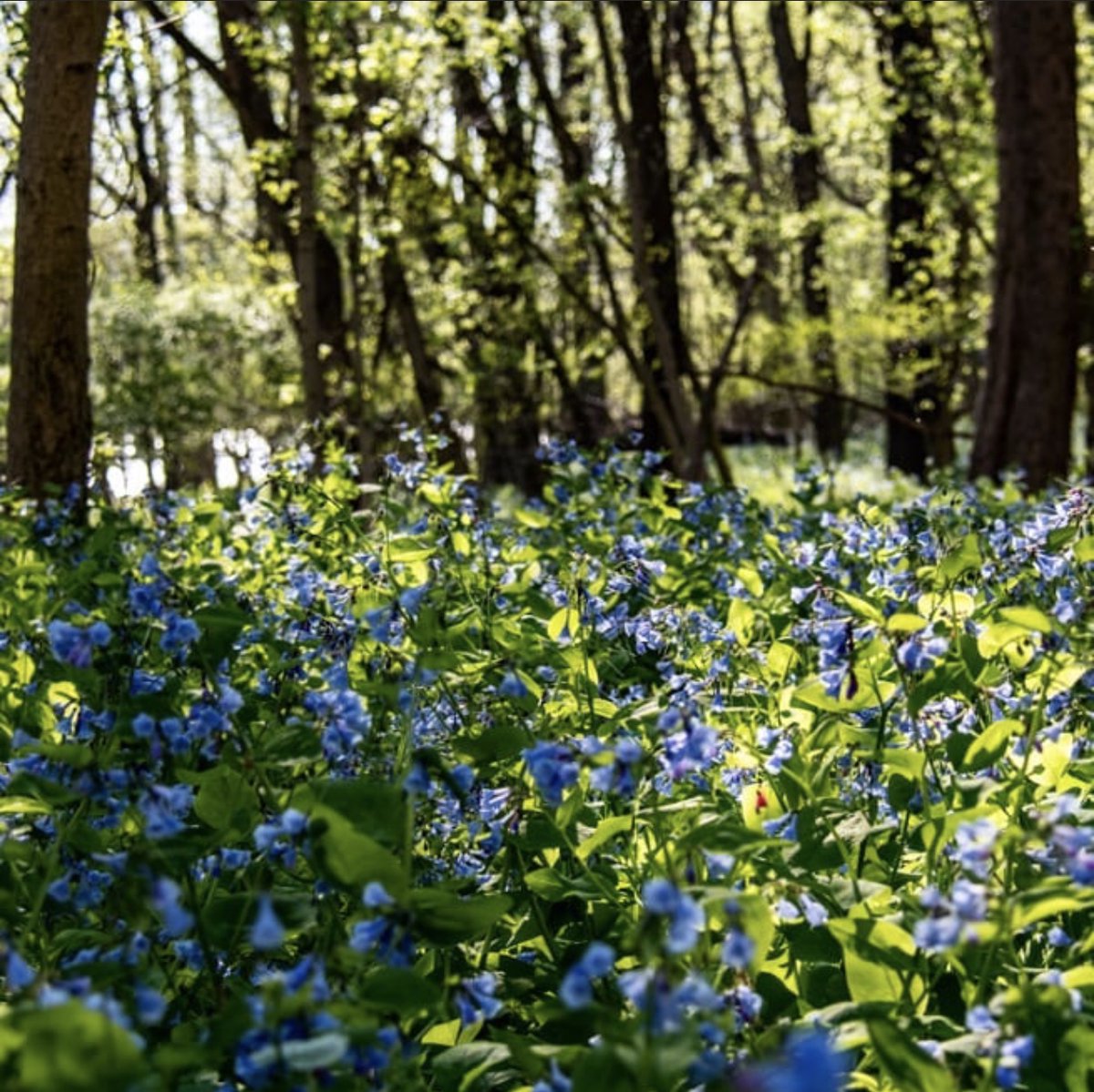 HFPAssociation's tweet photo. It’s finally time to vote on our April Instagram photo contest with the theme of Nature in Harpers Ferry!
Head on over to our Instagram to vote on your favorite photo!
#HarpersFerryNPS #FindYourPark #HAFEPhotoContest #ExperienceHarpersFerry https://t.co/E2vH2POsT2