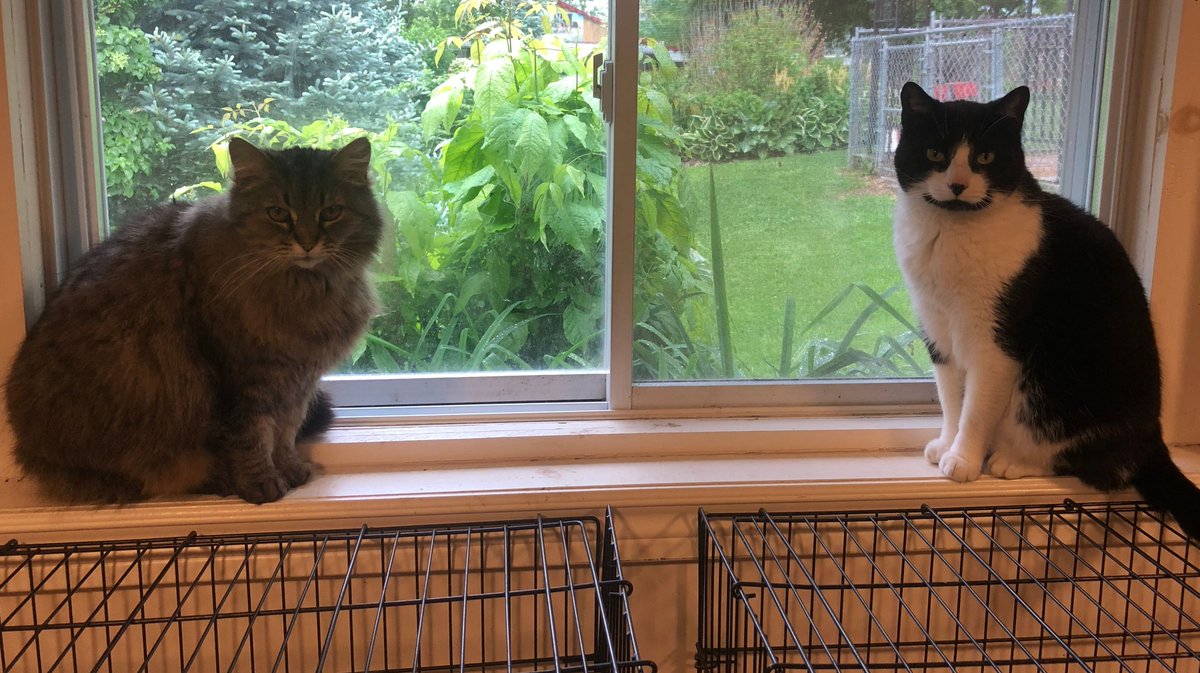 DoddsFurniture's tweet photo. Need a change of scenery? @DoddsFurniture Campbell River is now open CAT-urdays from 10am-2pm. Gordy's Victoria showroom? From 11am-til-5pm. Call or email: info@doddsfurniture.com for an appointment #YBL #YYJ #TimesColonist #VictoriaChamber #CampbellRiverMirror #AbsolutelyDodds https://t.co/t8jKizCL7f