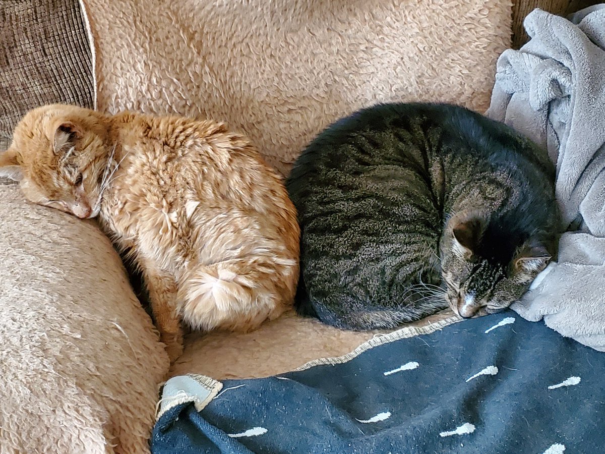 Michelle Eisenberg tweet media