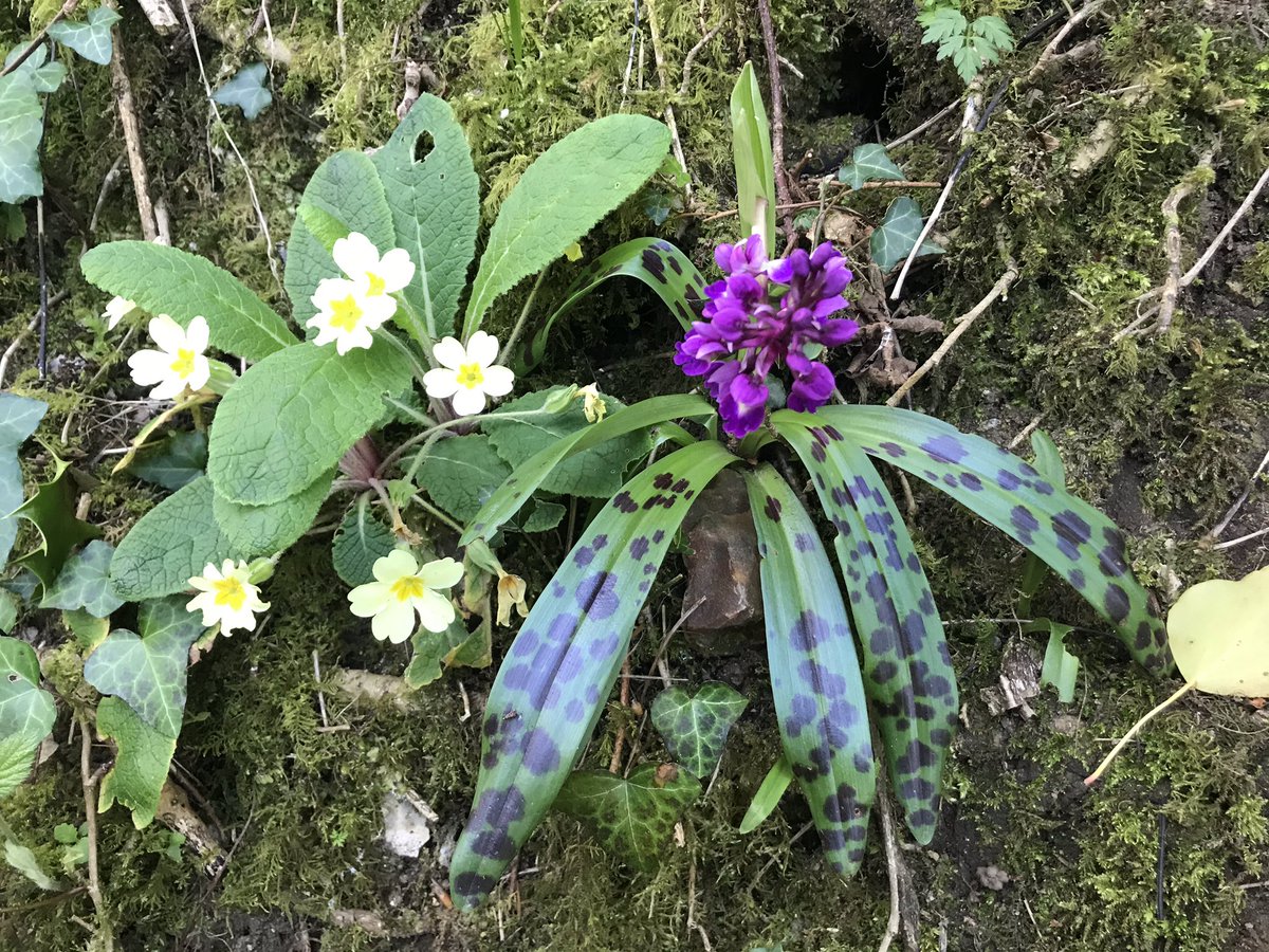 AndyGilbert_1's tweet photo. So excited to find a bank near my home with not just 1 or 2 early-purple #orchid but 50+!! All these years and I’d never come across it. #Lockdownbenefits @DevonWildlife @wildflower_hour @BlackdownsAONB #orcis #wildflower #springlockdown #springtime #BlackdownHills  #Devon https://t.co/oBavq5YILh