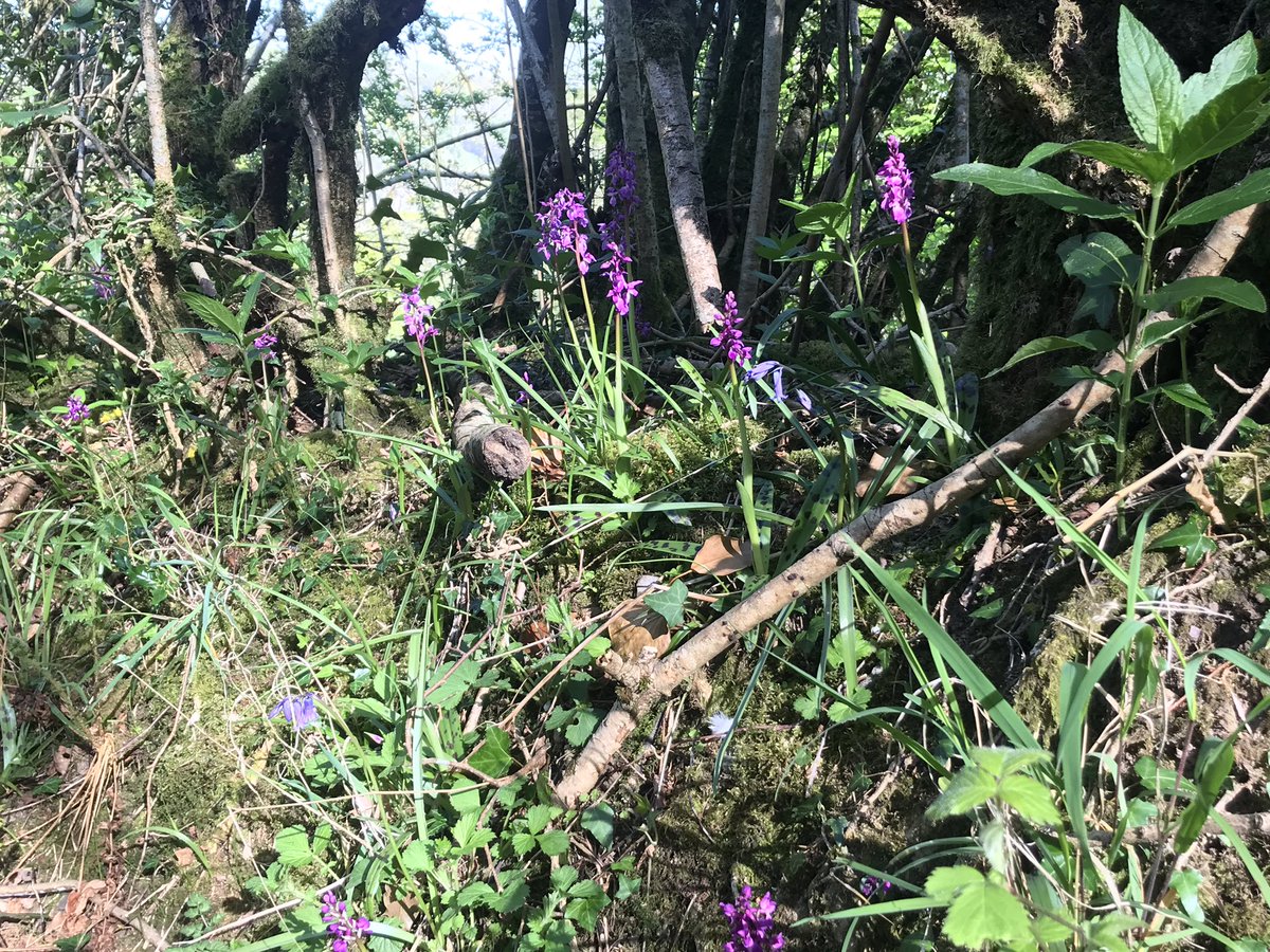 AndyGilbert_1's tweet photo. So excited to find a bank near my home with not just 1 or 2 early-purple #orchid but 50+!! All these years and I’d never come across it. #Lockdownbenefits @DevonWildlife @wildflower_hour @BlackdownsAONB #orcis #wildflower #springlockdown #springtime #BlackdownHills  #Devon https://t.co/oBavq5YILh