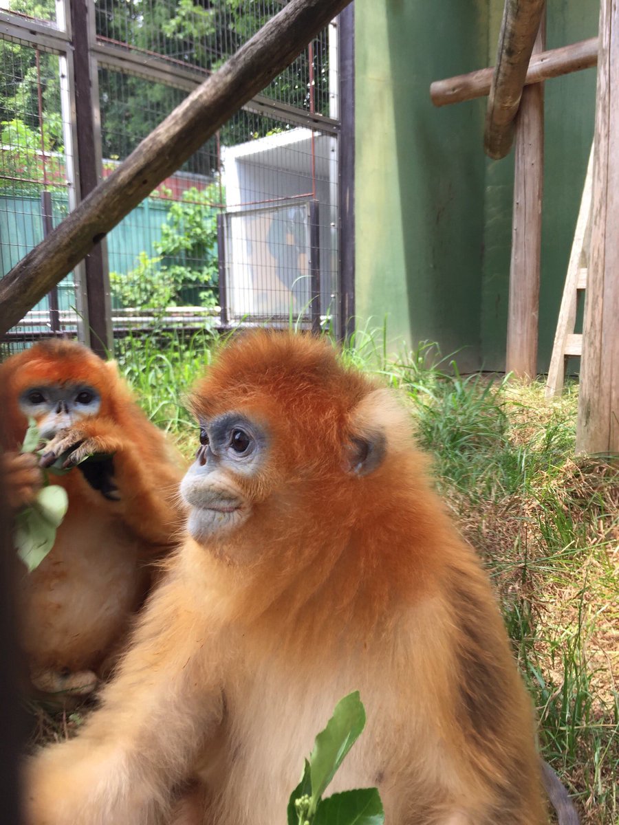 熊本市動植物園 公式 約3年前のキンシコウ パオパオ とヘンヘン 愛らしい2頭は1年後に寿命を全うしました 調べたらパオパオは当時30歳と世界一長生きでした キンシコウは日本で当園のみですが世界一の飼育をしたのだなぁと思います その子どもたちの 熊本市動植物園 公式 約3年前のキンシコウ パオパオ とヘンヘン 愛らしい2頭は1年後に寿命を全うしました 調べたらパオパオは当時30歳と世界一長生きでした キンシコウは日本で当園のみですが世界一の飼育をしたのだなぁと思います その子どもたちの
