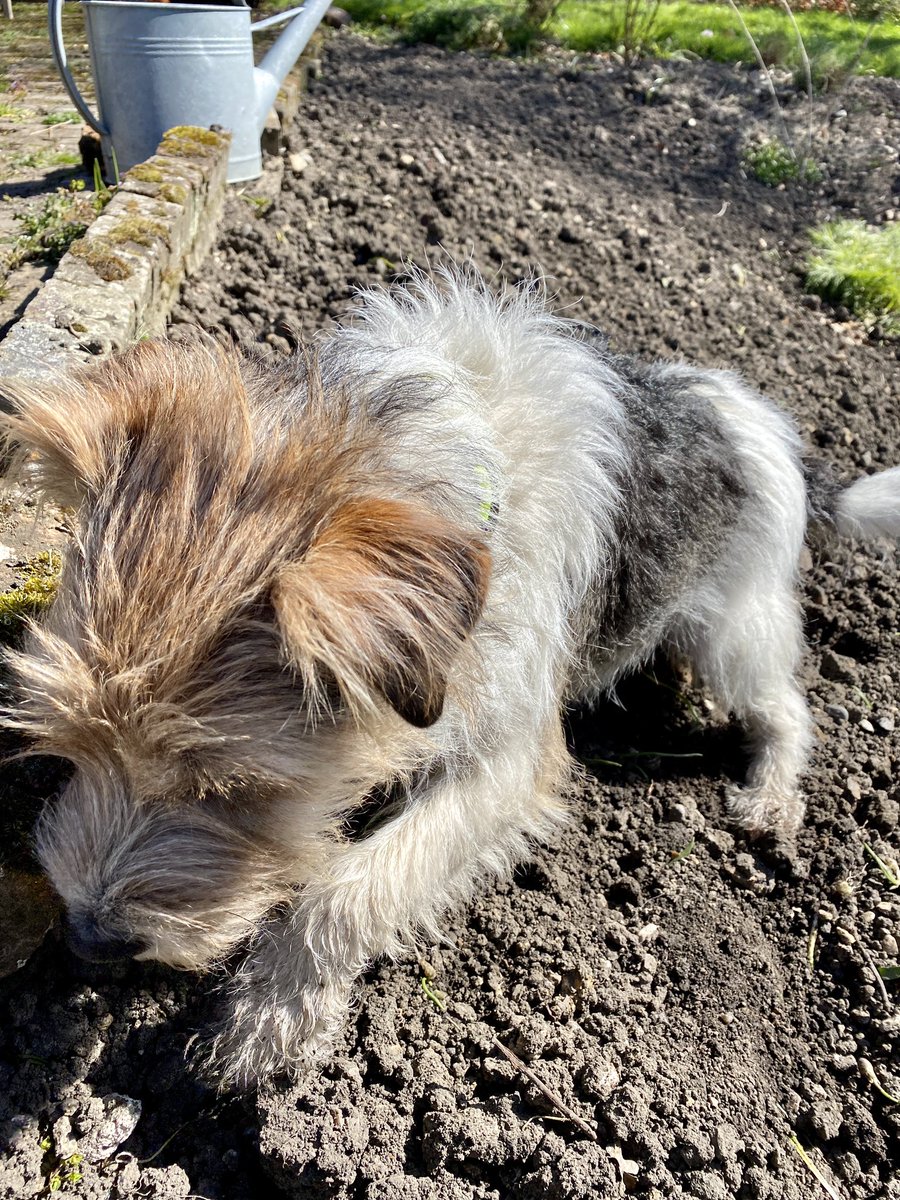 downshep's tweet photo. No chance of getting Badger stripped properly so had to resort to the clippers. Another career beckons? #parsonterrier #clippers #strippers #grooming #DogsofTwittter https://t.co/cyn9LVwiT5