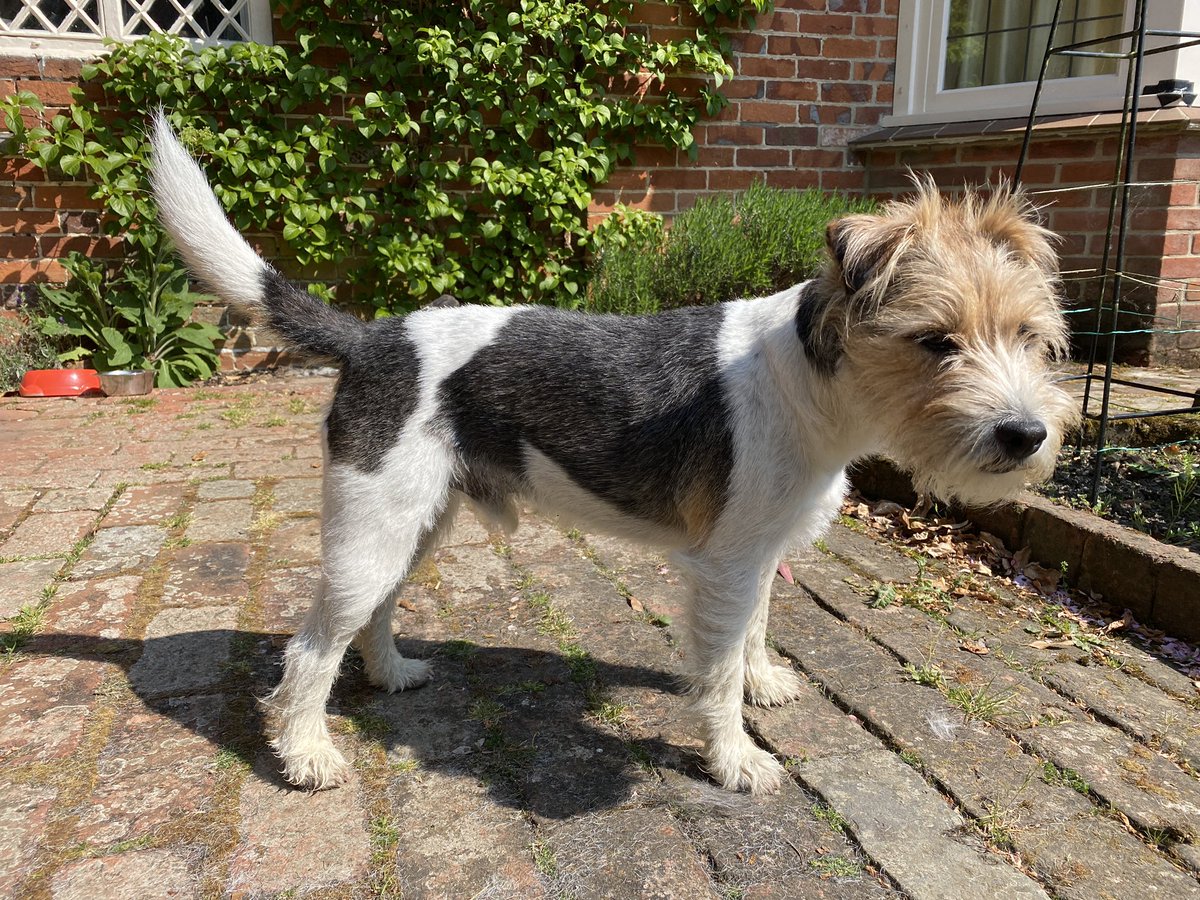 downshep's tweet photo. No chance of getting Badger stripped properly so had to resort to the clippers. Another career beckons? #parsonterrier #clippers #strippers #grooming #DogsofTwittter https://t.co/cyn9LVwiT5