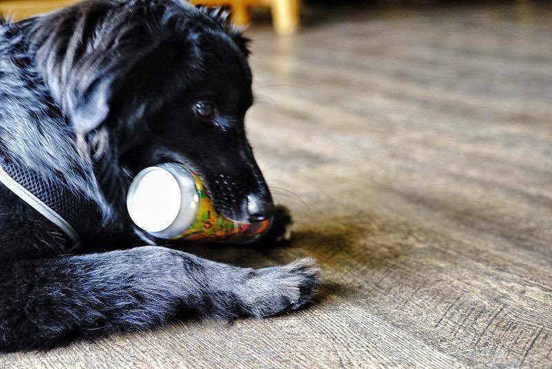 Its the weekend and time to Party with your pooch or pet and win a $100 beer gift certificate for best photo of the Party Wolf can and your pet
Follow us on Instagram (hopfarmbrewing) for Official Rules and submissions 
GOOD LUCKParty on!  #dogsoftwitter #wildbeer #rhubarbseason