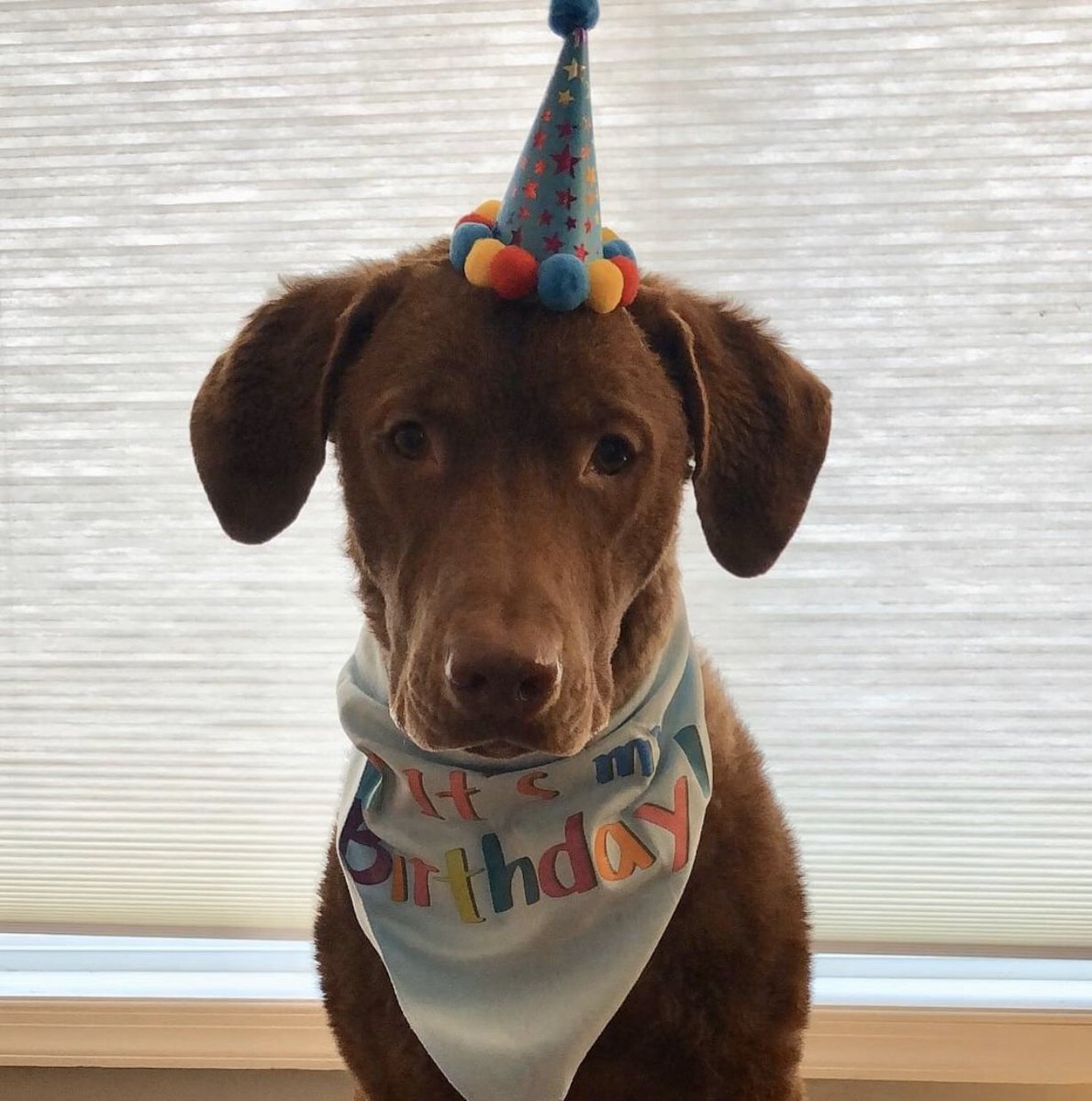 Cambymon's tweet photo. Hi @AmyFreeze7 My name is Darby Campbell and it’s my 2nd birthday.

I miss going to the park with my friends- but staying home with my parents is fun too! 

Thank you for all of the weather reports- I love watching them! 

Stay safe! https://t.co/65bHz2u9W8
