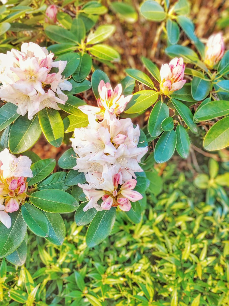 We're inside except to walk the dog - but it's exciting to still see signs of spring and new beginnings!