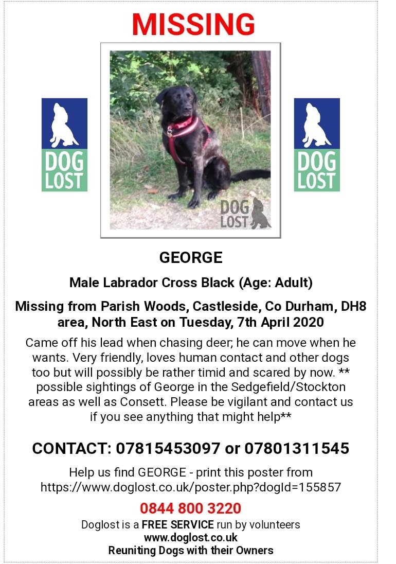 HumphriesRita's tweet photo. #George black #labrador #greyhound cross #missing #ParishWoods #Castleside #Consett #Durham #7thApril2020 #possible #sightings in are and #ThorpeLarches #Sedgefield Owners need him home @ukanimals @LostPetsRetweet @SAMPAuk_ @LostFoundDogsUk @HunnyJax @FoundLostDogs https://t.co/oQbpt57NSk
