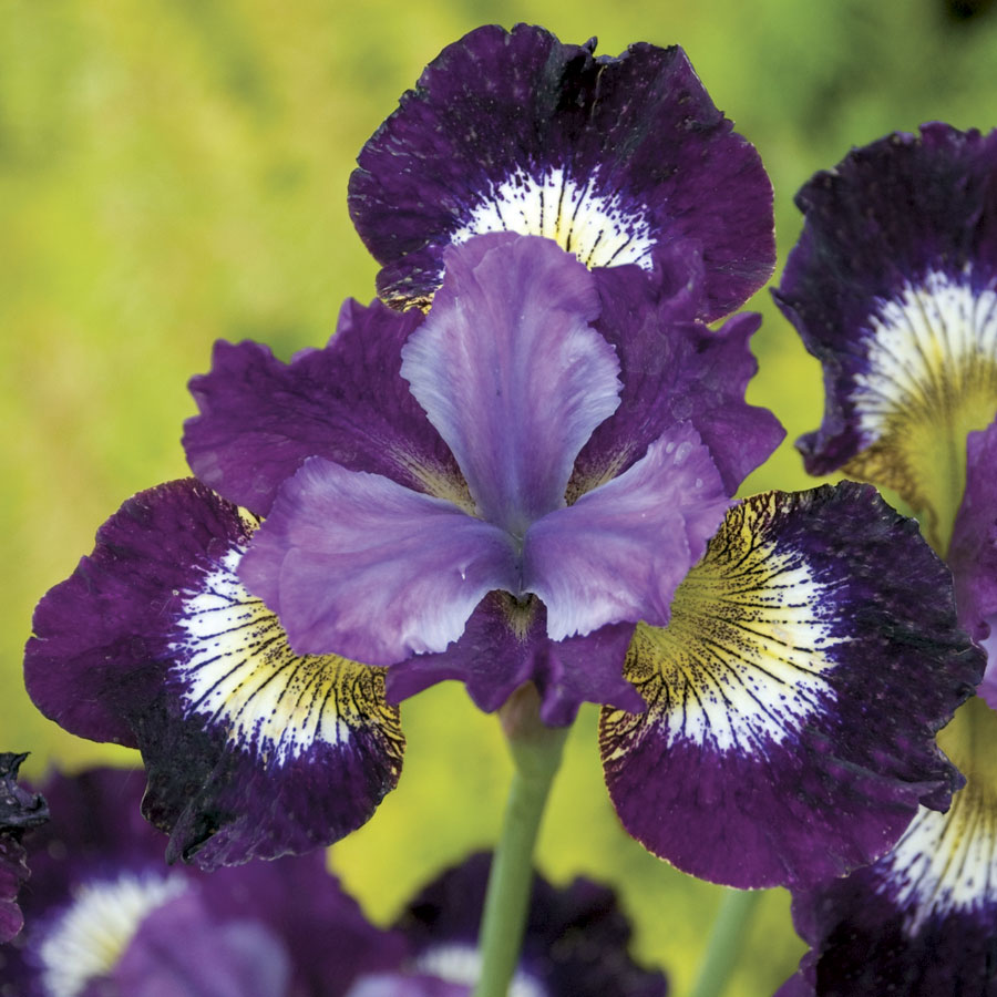 Bulbs are among the easiest plants to grow. With our 3-step method you'll never stress about planting bulbs again: First dig out the soil to the proper depth recommended for the bulb. Drop in the bulb. Then cover the bulb completely and water well. 📸: Iris 'Contrast in Styles'