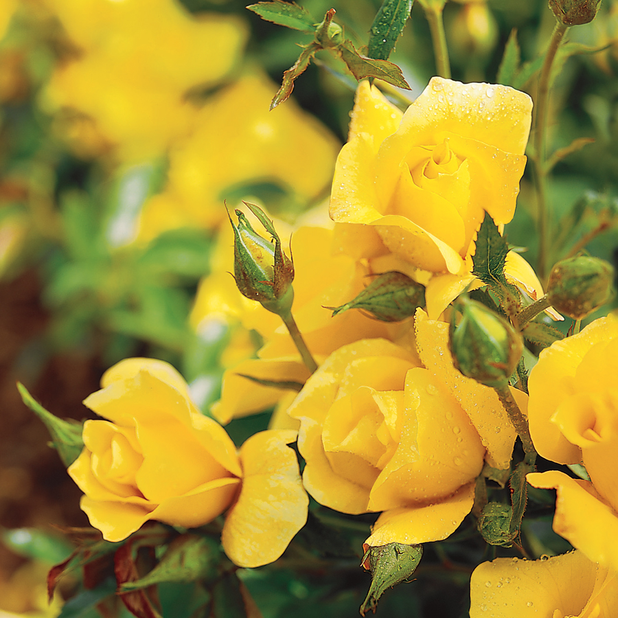 Every year our rosarians pick their top roses for the season. For 2020, our rosarians identified a limited collection of roses ranging from the elegant to the vivacious. JP Choice Roses set the standard for beautiful roses. 📸: Yellow Simplicity® Hedge Rose. #jacksonandperkins