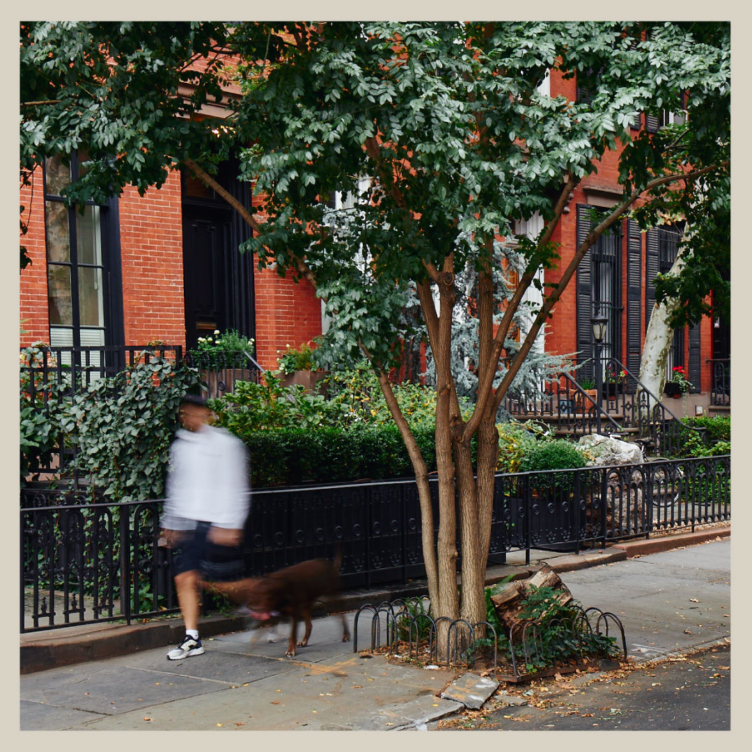 Around the block! ⁠
⁠
A quick lap around the neighborhood for some fresh air while stretching out our paws.⁠

#LanternHouseNYC | LanternHouse.com