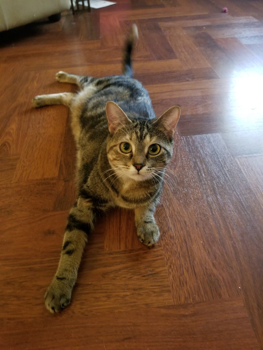 othrunner99's tweet image. Shai says it's #Caturday again!