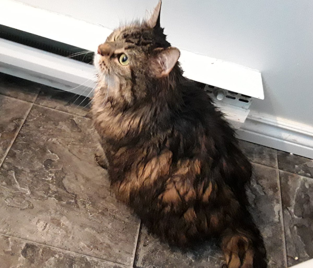 Cat found on North Pond Road in Torbay! Cold and wet but appears fine. Looking for their home! @torbaynl <a href="/CraigScottNL/">Mayor Craig Scott 🏳️‍🌈 🇨🇦</a> <a href="/SPCAStJohns/">SPCA St.John's</a> <a href="/AvalonAnimalHos/">Avalon Animal Hosp.</a>