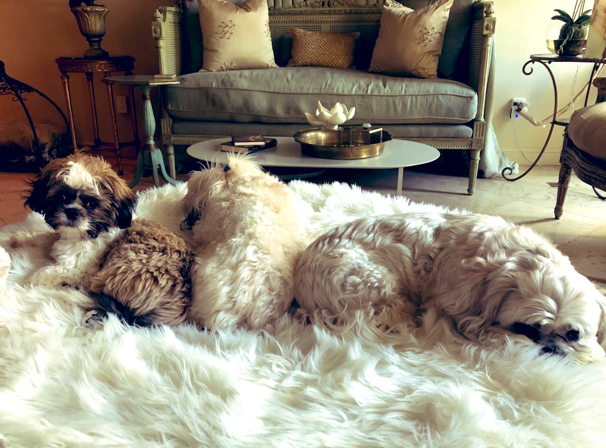docroc99's tweet photo. Freddie, our new little Shih Tzu addition, is bonding with his new pack! #FreddieMercury #HollisPenelope #SamuelAdam #SaturdayMorning https://t.co/7hv5VsmU94