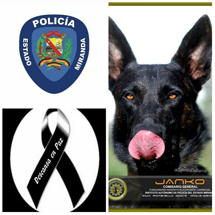 DelmiroDeBarrio's tweet photo. #25Abr 

Cumplo con el penoso deber de informar el fallecimiento del Oficial K9 JANKO VOM HOHENBERG (Comisario General PoliMiranda) (15 años de servicio).
Nacimiento: 2005 https://t.co/4VGjKI8lQV