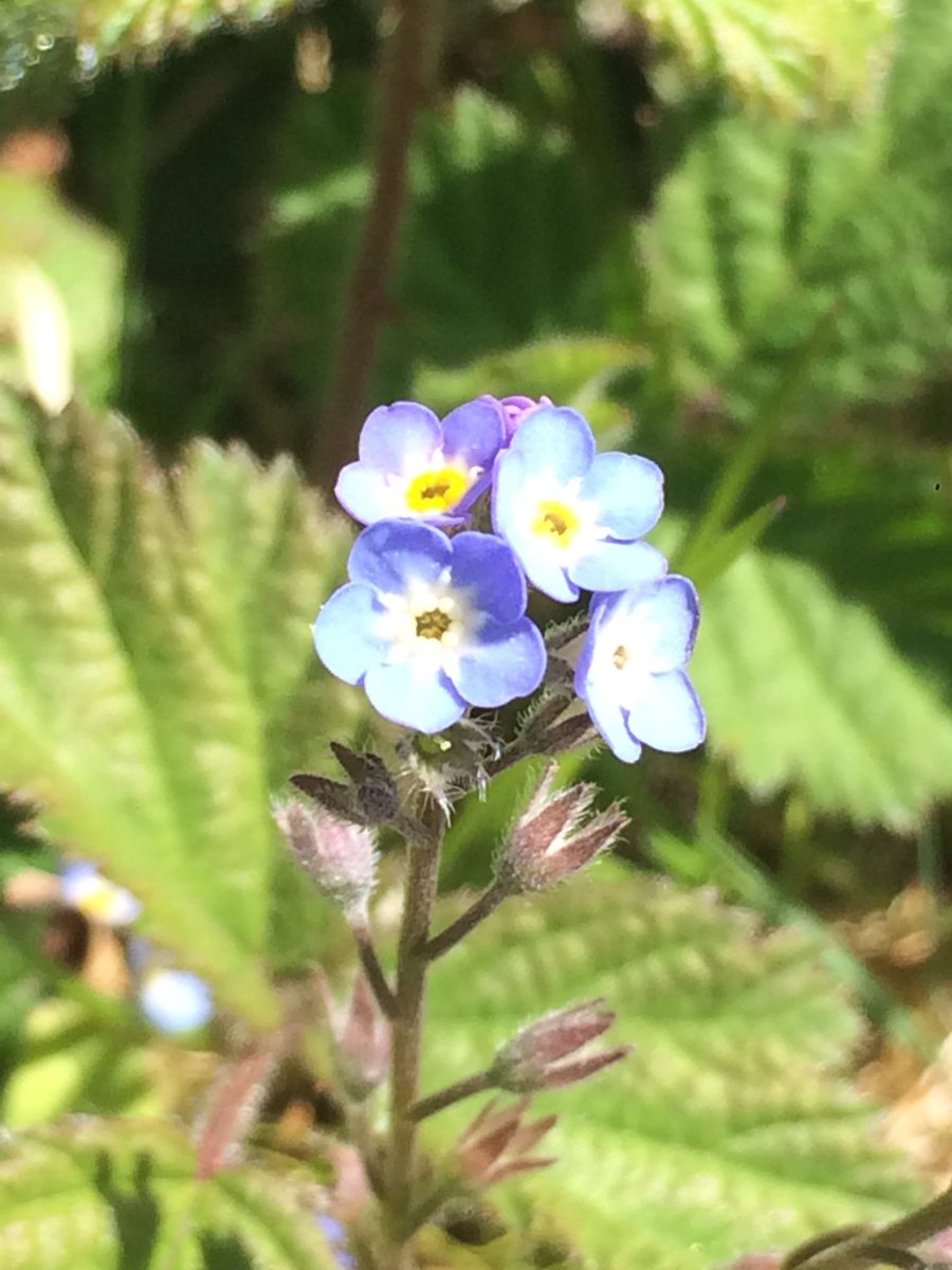 #30DayChallenge Day 4: Today’s picture is of some forget-me-nots. Originally, Forget-me-nots were called Scorpion Grass! They are also the state flower of Alaska! #StayHomeStaySafe #LoveOurEarth #photooftheday