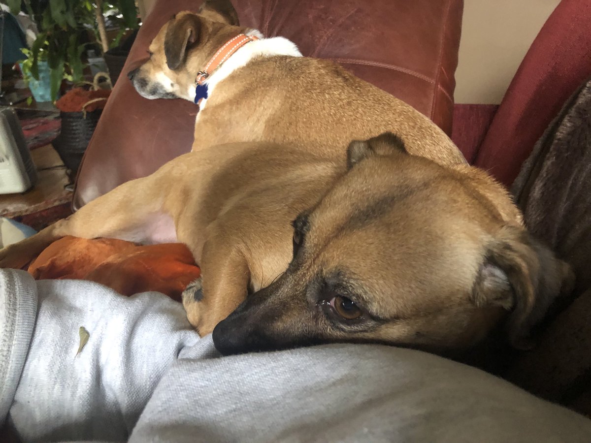 We came to an agreement about them definitely not being allowed on the couch ⁦<a href="/onetailatatime/">One Tail at a Time (OTAT)</a>⁩