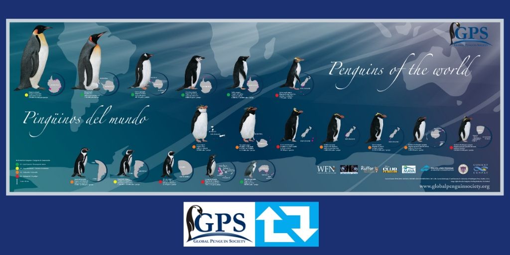 Happy #WorldPenguinDay! 55% of the 18 #penguins species are listed as threatened by <a href="/IUCN/">IUCN</a>. We help protect all penguin species.  globalpenguinsociety.org