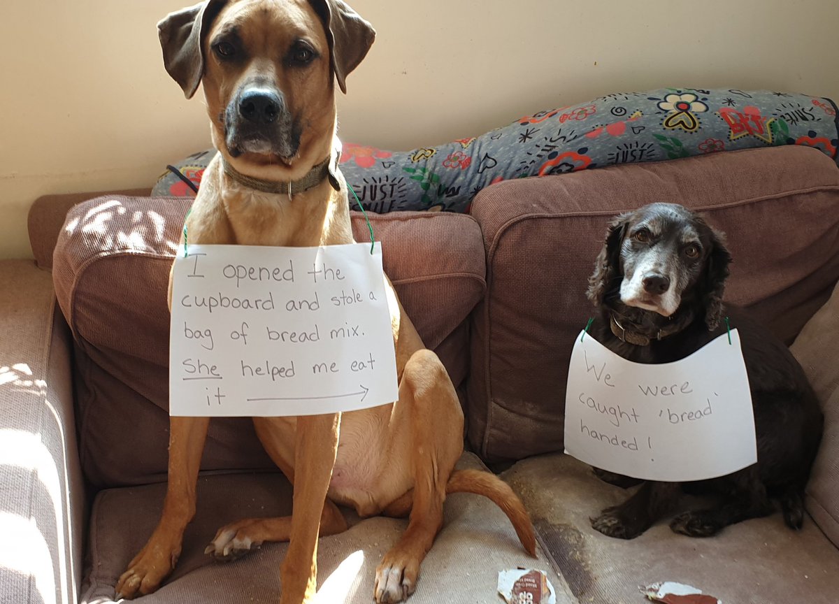 @dogshaming Merlin and Truffle