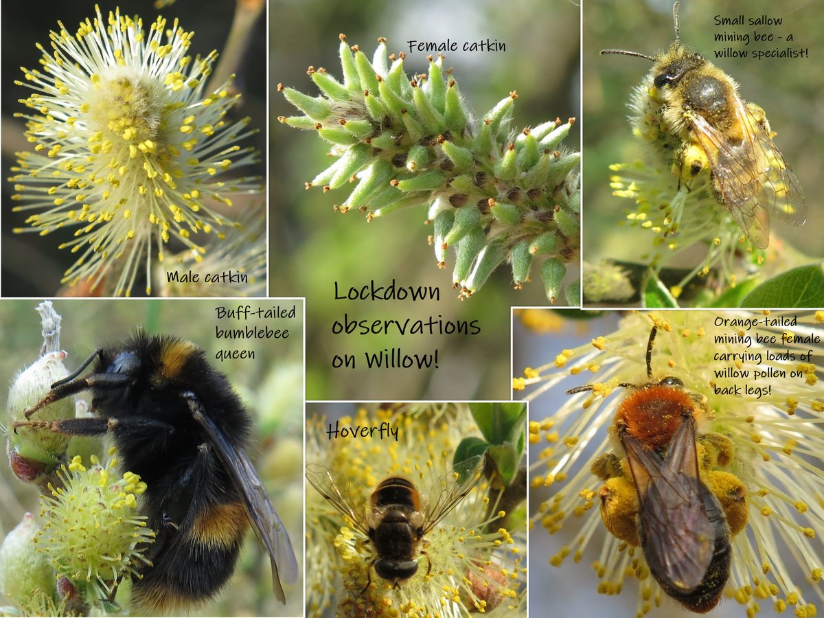 Spent so much time watching #willow during #lockdown - it's been surprisingly productive!! #bees #pollinators #gardenwildlife #wildliferecording