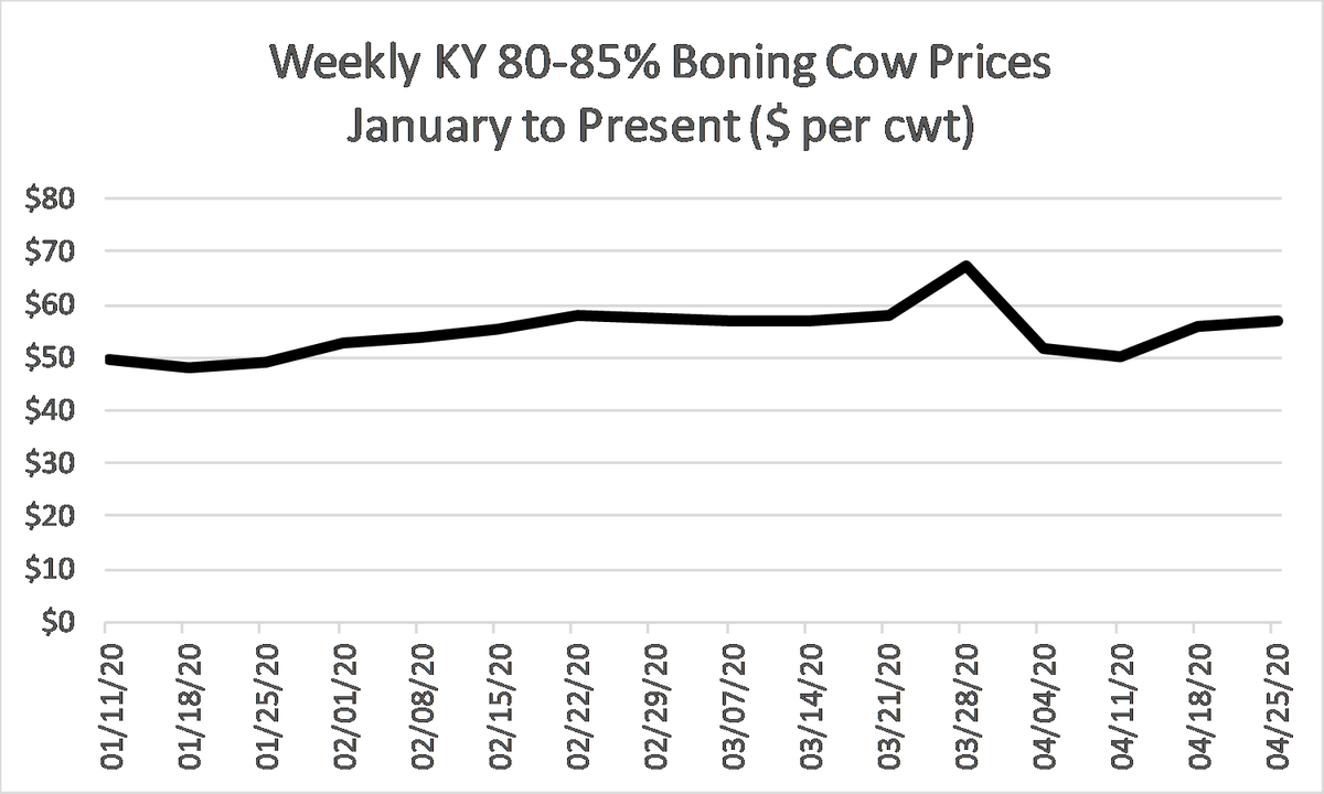 KYCattleEcon's tweet photo. This week's KY market summary from @USDA_AMS showed that cull cow prices held their gains from last week. Average 80-85% boning cows are firmly in the upper $50's per cwt. #KYCattleMarkets https://t.co/ebue4LTI8m