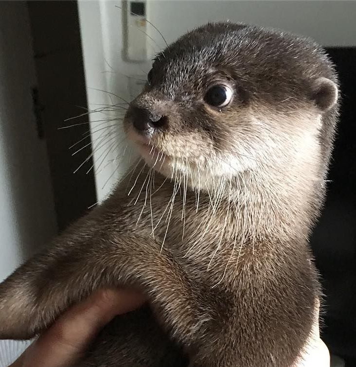 Phil Jones as ottersA thread: