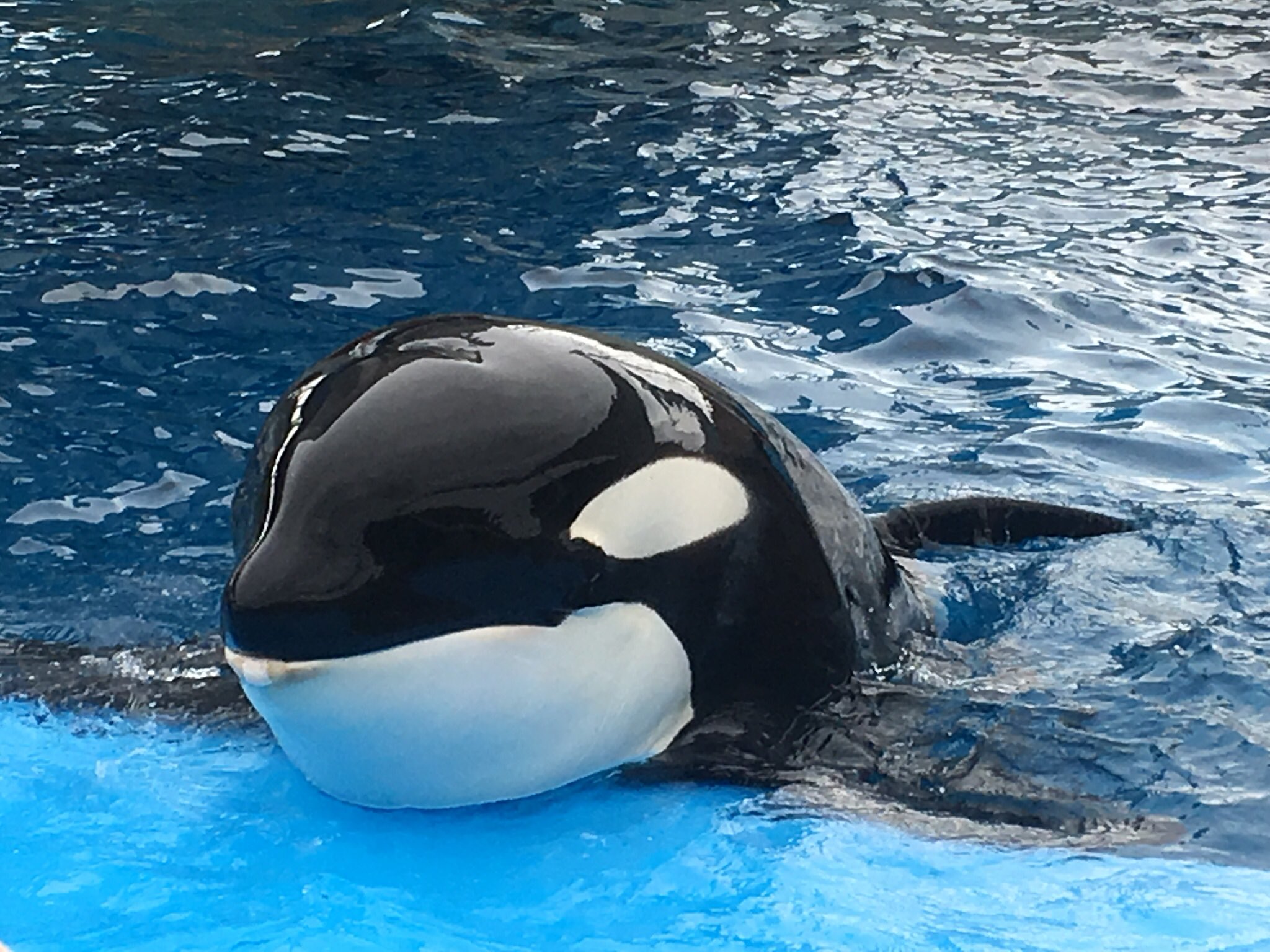 Nishiki E スミマセン どうしても呟きたくて 嗚呼 リンちゃんに会いたい 左 2年前 右 半年前 シャチ リンちゃん Orca キラーホエールじゃなくてオルカと呼んで シャチ切れ 名古屋港水族館 都内在住 T Co Mp2jfqnnvu Twitter Nishiki E スミマセン どうしても呟きたくて 嗚呼 リンちゃんに会いたい 左 2年前 右 半年前 シャチ リンちゃん Orca キラーホエールじゃなくてオルカと呼んで シャチ切れ 名古屋港水族館 都内在住 T Co Mp2jfqnnvu Twitter