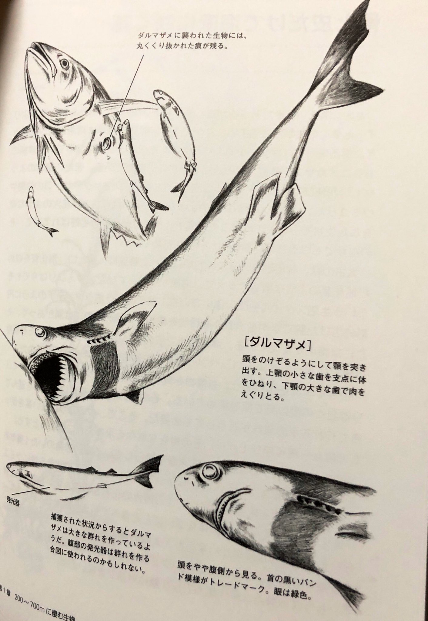 超希少！ダルマザメ液浸標本｜クッキーカッター・深海サメ｜教材・観察用・標本 ダルマザメ - Wikipedia