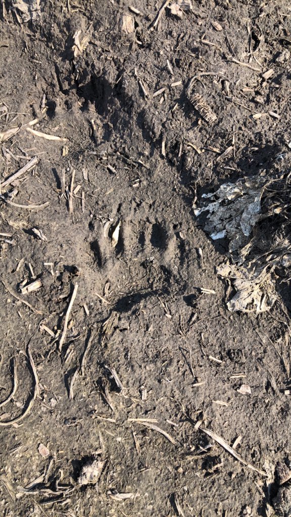 CookMichaelcook's tweet photo. Hopefully it’s a friendly teddy bear walking our fields https://t.co/U7FC0zp6bZ