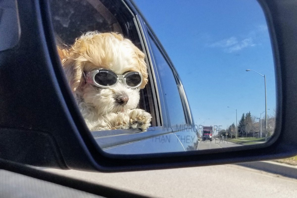 ShannonPetracco's tweet photo. Wooohooo! It's finally nice enough to take a drive with windows down and head stuck outside. Ears flapping, tongue wagging and still looking like the coolest cat in the neighbourhood. #SpringIsThatYou #PetsofPDSB https://t.co/KGNzO2abK2