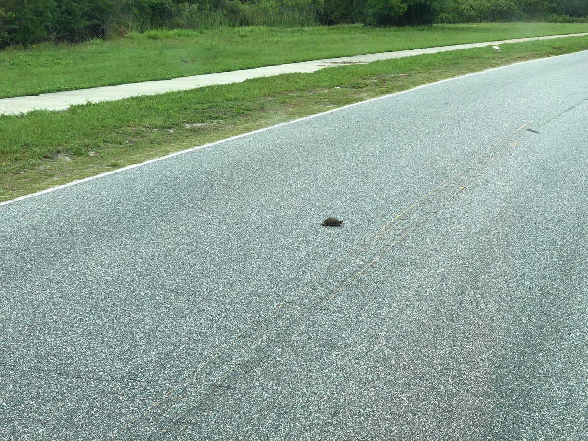 BCFRpio's tweet photo. People, birds, and turtles. The list of lives saved keeps getting longer. #BCFR #BrevardsBravest #Cocoa #Engine44 #Turtle https://t.co/TyRD7XQJWd
