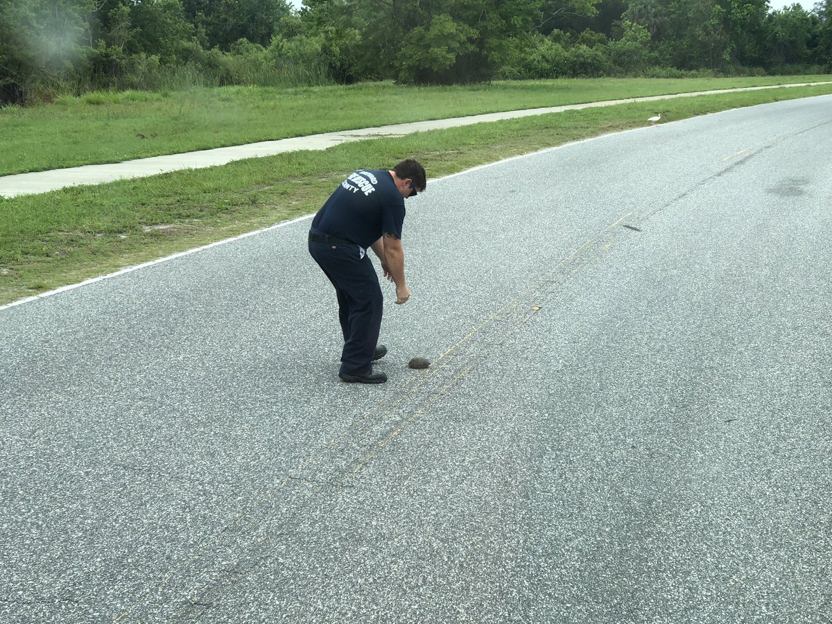 BCFRpio's tweet photo. People, birds, and turtles. The list of lives saved keeps getting longer. #BCFR #BrevardsBravest #Cocoa #Engine44 #Turtle https://t.co/TyRD7XQJWd