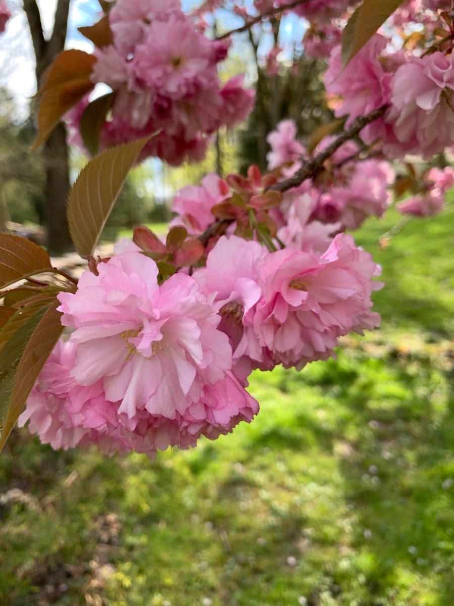 Today is a beautiful day for a spring craft! drive.google.com/file/d/1Knyd3z…